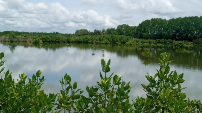 Hutan Mangrove Lestari, Ekonomi Masyarakat Adat Kaltim Kuat Berkat Beasiswa Kemitraan Baznas