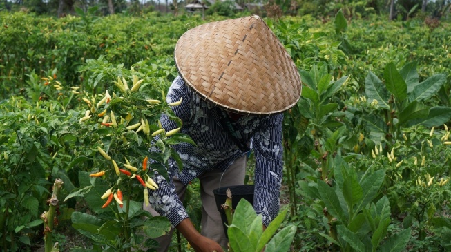 Sempat Berkurang Akibat Beberapa Faktor, Kementan Pastikan Pasokan Cabai di NTB Kembali Normal