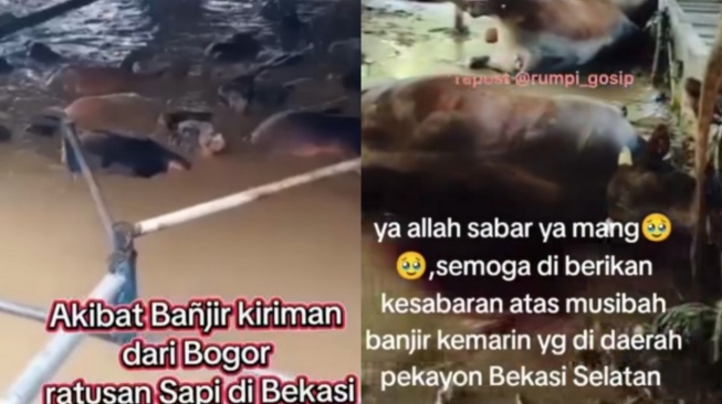 Tragedi Banjir Bekasi: 55 Ekor Sapi Mati, Kerugian Mencapai Rp1,3 Miliar