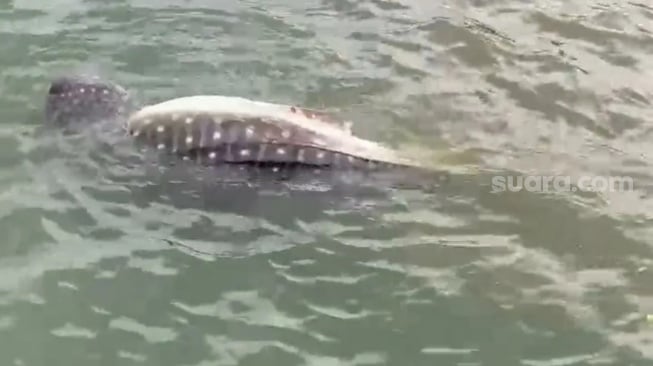 Penemuan hiu tutul di Perairan Merak tepatnya di Pelabuhan Merak, Cilegon, Banten. [Ist/Bantennews]