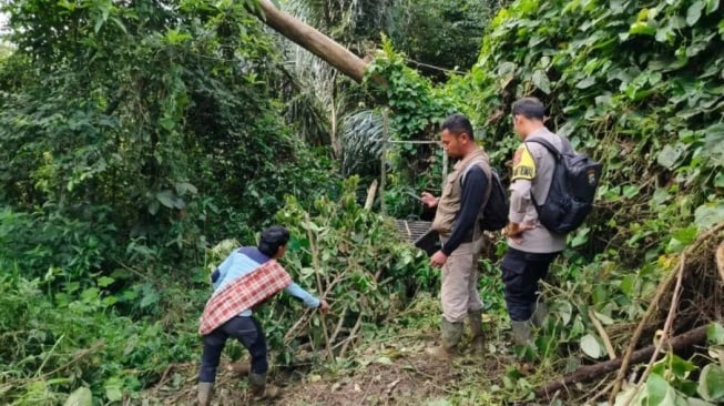 Harimau Sumatera masuk kandang jebak di Kabupaten Agam. [Dok. Antara]