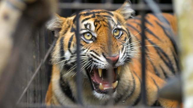 Seekor harimau sumatera (Panthera tigris sumatrae) terperangkap di kandang jebak di hutan Nagari Tigo Balai, Matur, Agam, Sumatera Barat, Rabu (12/3/2025). [ANTARA FOTO/Iggoy el Fitra/Spt]