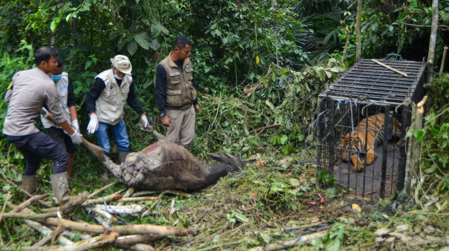 Dokter hewan dan tim gabungan bersiap mengevakuasi seekor harimau sumatera (Panthera tigris sumatrae) yang telah dibius di hutan Nagari Tigo Balai, Matur, Agam, Sumatera Barat, Rabu (12/3/2025). [ANTARA FOTO/Iggoy el Fitra/Spt]