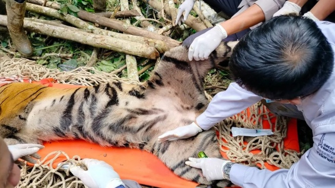 Jejak Harimau Betina yang Kakinya Cacat di Agam, Masuk Perangkap Usai Setahun Konflik dengan Warga dan Mangsa Ternak!