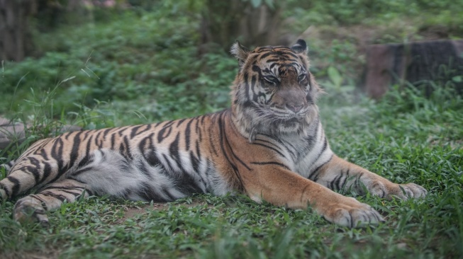 Jejak Harimau Sumatera Ditemukan di Lampung Barat, Imbauan Darurat Dikeluarkan