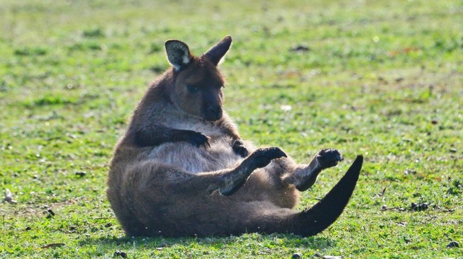 Kangaroo Islang di Australia.