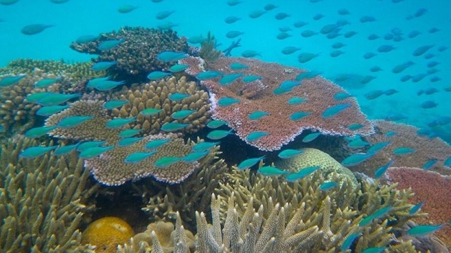 Suasana dalam laut Great Barrier Reef di Australia. (Instagram)