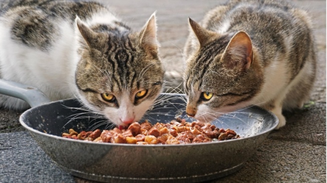 Menebar Kebaikan di Ramadhan: Street Feeding untuk Kucing Jalanan