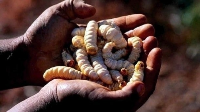 Witchetty Grub adalah kuliner asal Australia yang nantinya dipanggang dan berasa gurih. (Twitter)