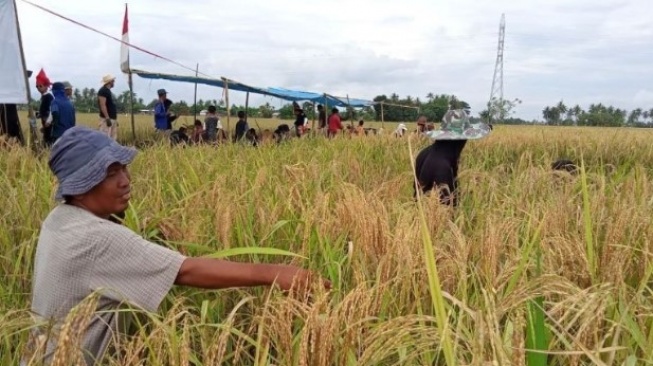 Warisan Kerajaan Marusu: Katto Bokko, Tradisi Panen yang Kini Jadi Magnet Wisata di Sulawesi Selatan