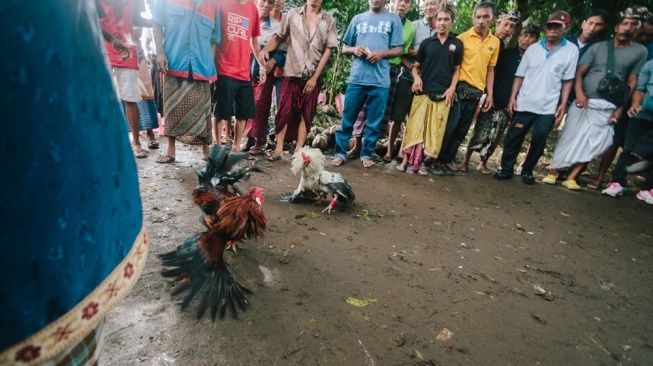 Sabung ayam di Seminyak, Bali. [Flickr/Adam Cohn]