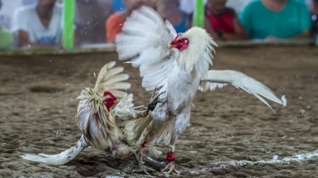 Sabung ayam di Filipina. [Flickr/Adam Cohn]