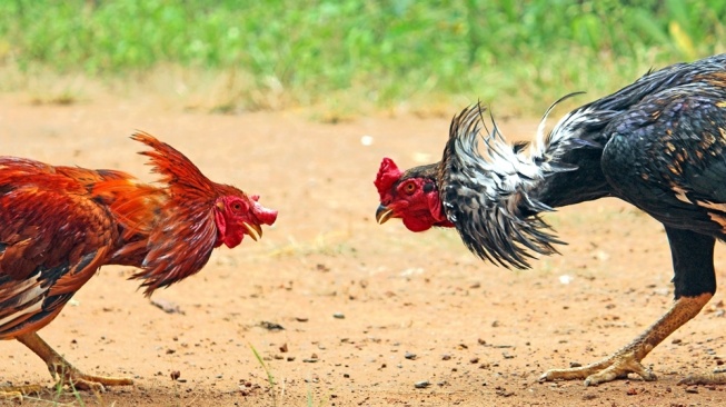 Sabung ayam. [Wikimedia Commons/Rison Thumboor]