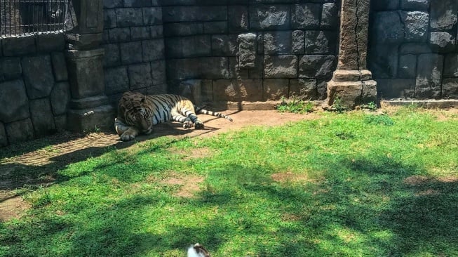 Seekor macan terlelap saat berada di kandang Solo Safari Zoo. (Instagram/@solosafari.id)