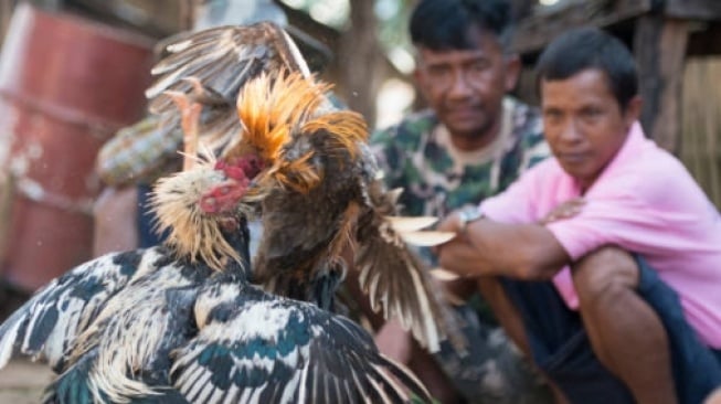 Way Kanan Disebut Wilayah Hitam: Sabung Ayam, Senjata Api dan Tembakan Maut