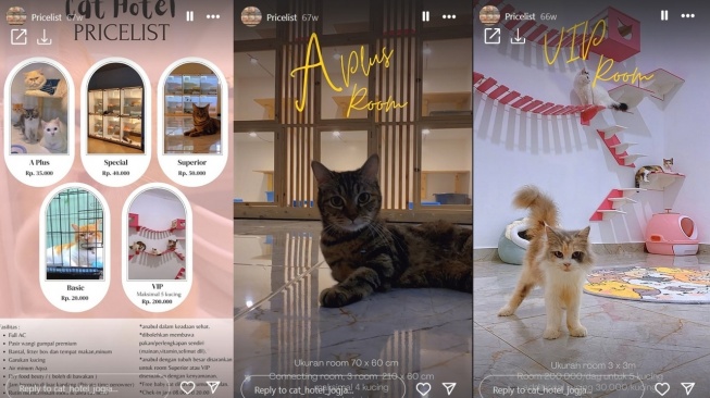 Layanan penitipan kucing di Cat Hotel Jogja. [Instagram Story/@cat_hotel_jogja]