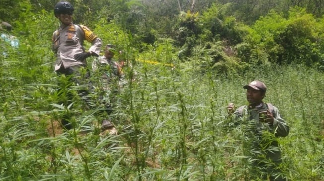 Ladang ganja yang ditemukan di Taman Nasional Bromo Tengger Semeru (TNBTS) berkat kolaborasi Kementerian Kehutanan (Kemenhut) dan Kepolisian RI. (Foto dok. Kemenhut)