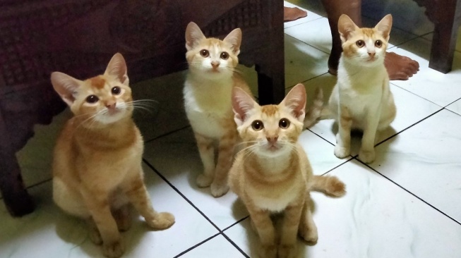 Bingung Titip Kucing Saat Mudik? Ini 10 Tempat Penitipan Kucing di Jogja yang Wajib Kamu Tahu