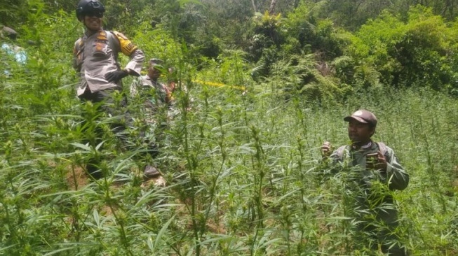 Publik Curiga Larangan Drone di Bromo-Semeru Gegara Ada Kebun Ganja, Ini Kata Kemenhut