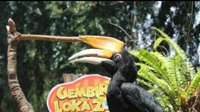 Harga Tiket Terbaru Gembira Loka Zoo Yogyakarta Libur Lebaran 2025, Berikut Tips Berkunjungnya!