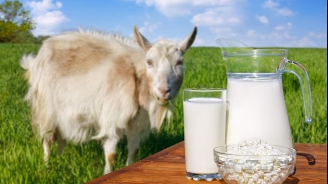 Jangan Biarkan Nyeri Sendi Menghambat Aktivitas: Solusi Alami dari Manfaat Susu Kambing dan Herbal