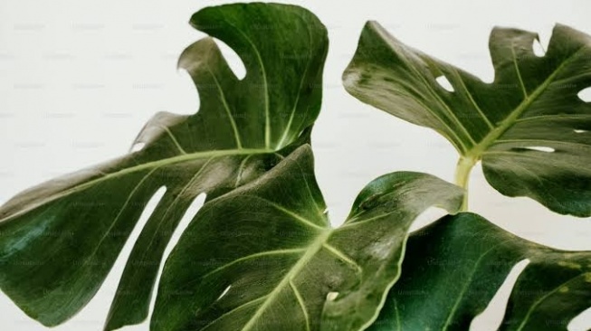 ilustrasi daun (Unsplash)