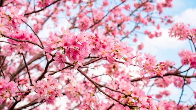 Ilustrasi bunga sakura (Freepik)