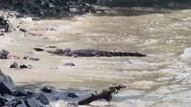 Damkar Lampung Selatan Buka Sayembara Berhadiah untuk Penangkapan Buaya di Pantai Kalianda