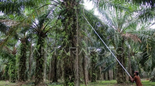 Pekerja memanen tandan buah kelapa sawit di kawasan PT Perkebunan Nusantara II, Kabupaten Deli Serdang, Sumatera Utara. [Dok. Antara]