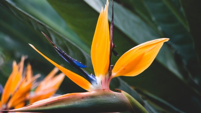 Strelitzia nicolai atau tanaman White Bird of Paradise. [Freepik]
