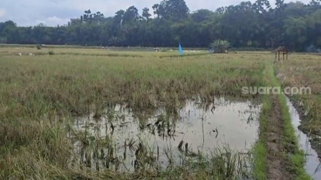 Areal sawah yang rencananya dijadikan lokasi kremasi tokoh umat Buddha, Murdaya Widyawimarta Poo. [Suara.com/ Angga Haksoro A]
