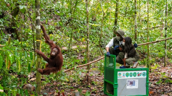Lepasliarkan 6 Orang Utan di Kaltim, Menhut: Tantangan Lebih Serius Lestarikan Hutan