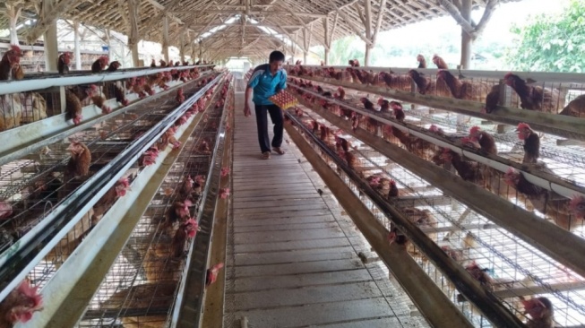 Cara Membuat Laporan Usaha Ternak untuk Pengajuan KUR BRI