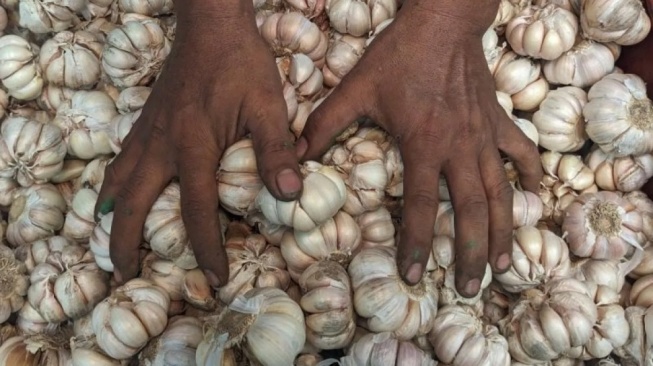 Ilustrasi bawang putih (Antara)
