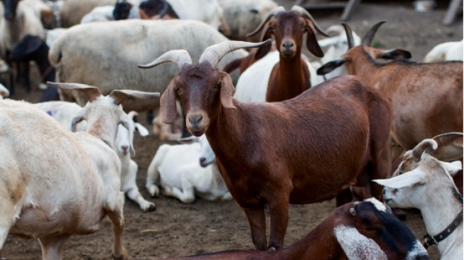 Daftar Harga Kambing Kurban Idul Adha 2025, Jangan Kaget Ini Bocorannya!
