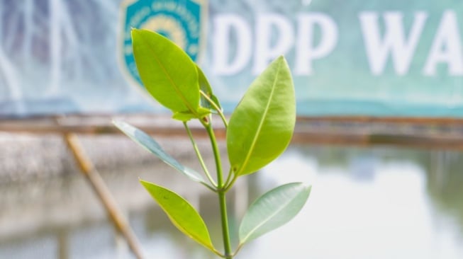 Ekosistem Kian Menipis, 1.600 Hektare Mangrove di Tanjung Pasir Kini Direstorasi