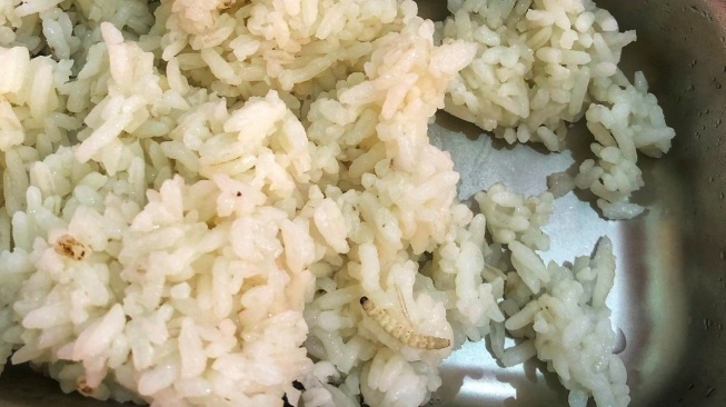 Menu MBG yang terdapat ulat di  SMKN 4 Yogyakarta. [Kontributor/Putu]