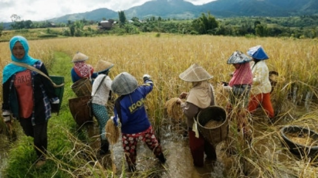 Ekonomi Sumatera Selatan Tumbuh Positif di Triwulan I-2025, Ini Faktor Pendorongnya
