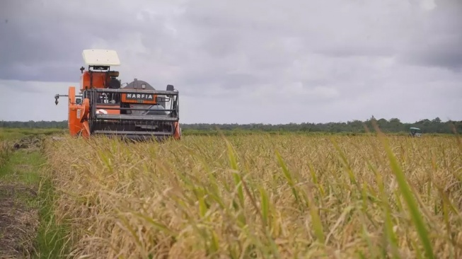 6,6 Ton per Hektare, PPU Catat Lonjakan Panen Jelang Pemindahan IKN