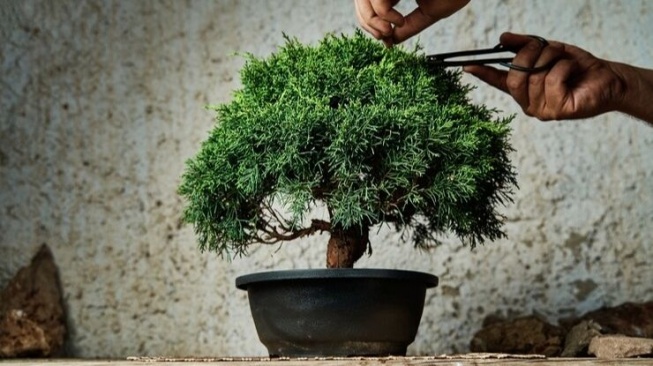 Ilustrasi pohon bonsai, yang menurut Feng Shui bisa membawa energi negatif jika ditaruh di pintu masuk rumah (Freepik/freepik)