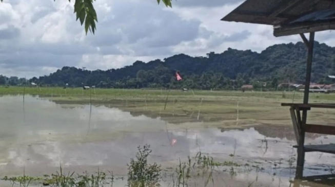 Modal Rp 7 Juta Hanyut Bersama Padi: Nestapa Petani di Samarinda