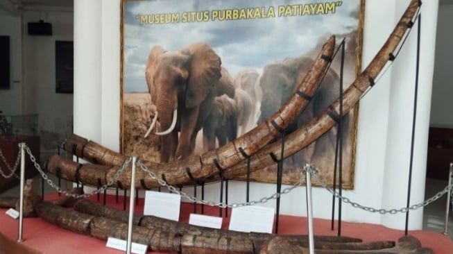 Fosil Gajah Purba Ditemukan Utuh di Patiayam, Kudus Siapkan Wisata Edukasi Baru