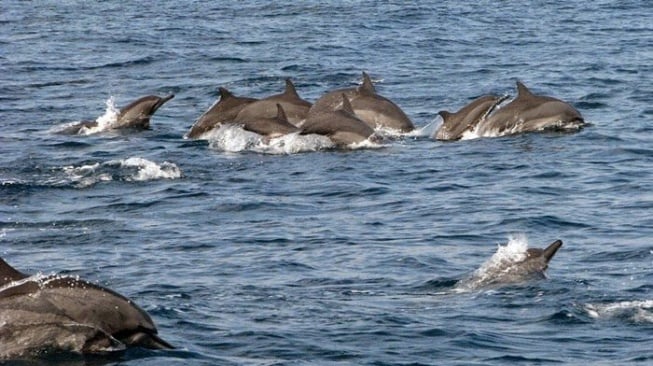 Teluk Kiluan, Spot Terbaik untuk Menyaksikan Kawanan Lumba-lumba di Lampung