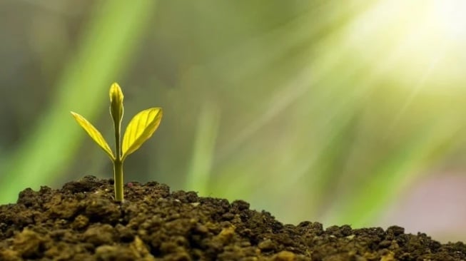 800 Bibit Ditanam di Jantung IKN, Wujud Nyata Visi Kota Ramah Lingkungan