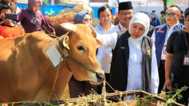 Gubernur Khofifah Pastikan Stok Hewan Kurban Jelang Idul Adha: Cukup dan Aman Dari PMK