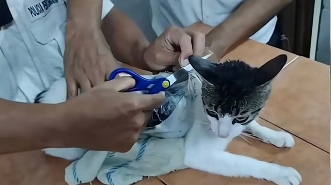 Kucing Narkoba: Aksi Penyelundupan Gagal di Penjara Kosta Rika!