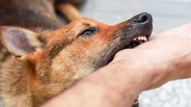 Data 2025: Kasus Gigitan Rabies Tembus 1.334 di Kaltim