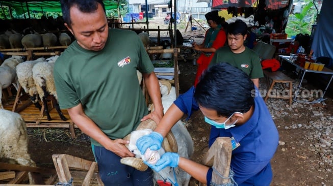 Dokter hewan memeriksa kesehatan hewan kurban di tempat penampungan hewan kurban kawasan Dukuh, Kramat Jati, Jakarta Timur, Kamis (22/5/2025). [Suara.com/Alfian Winanto]