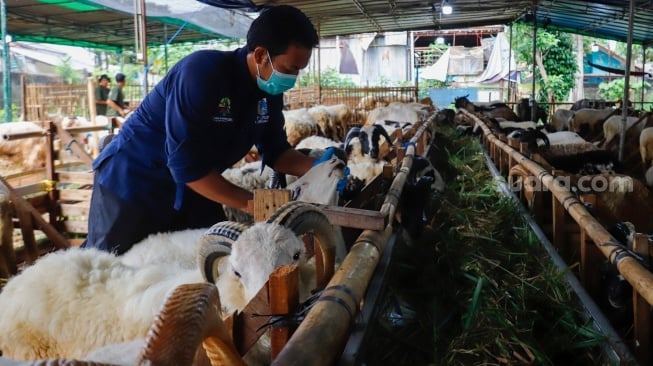 Dokter hewan memeriksa kesehatan hewan kurban di tempat penampungan hewan kurban kawasan Dukuh, Kramat Jati, Jakarta Timur, Kamis (22/5/2025). [Suara.com/Alfian Winanto]