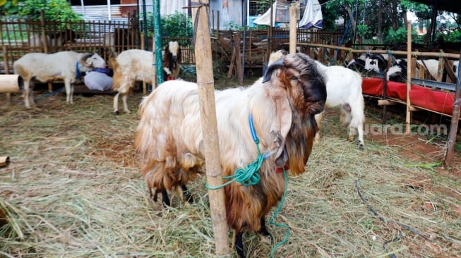 Berapa Umur Kambing Kurban yang Sah menurut Syariat? Jangan Asal Beli